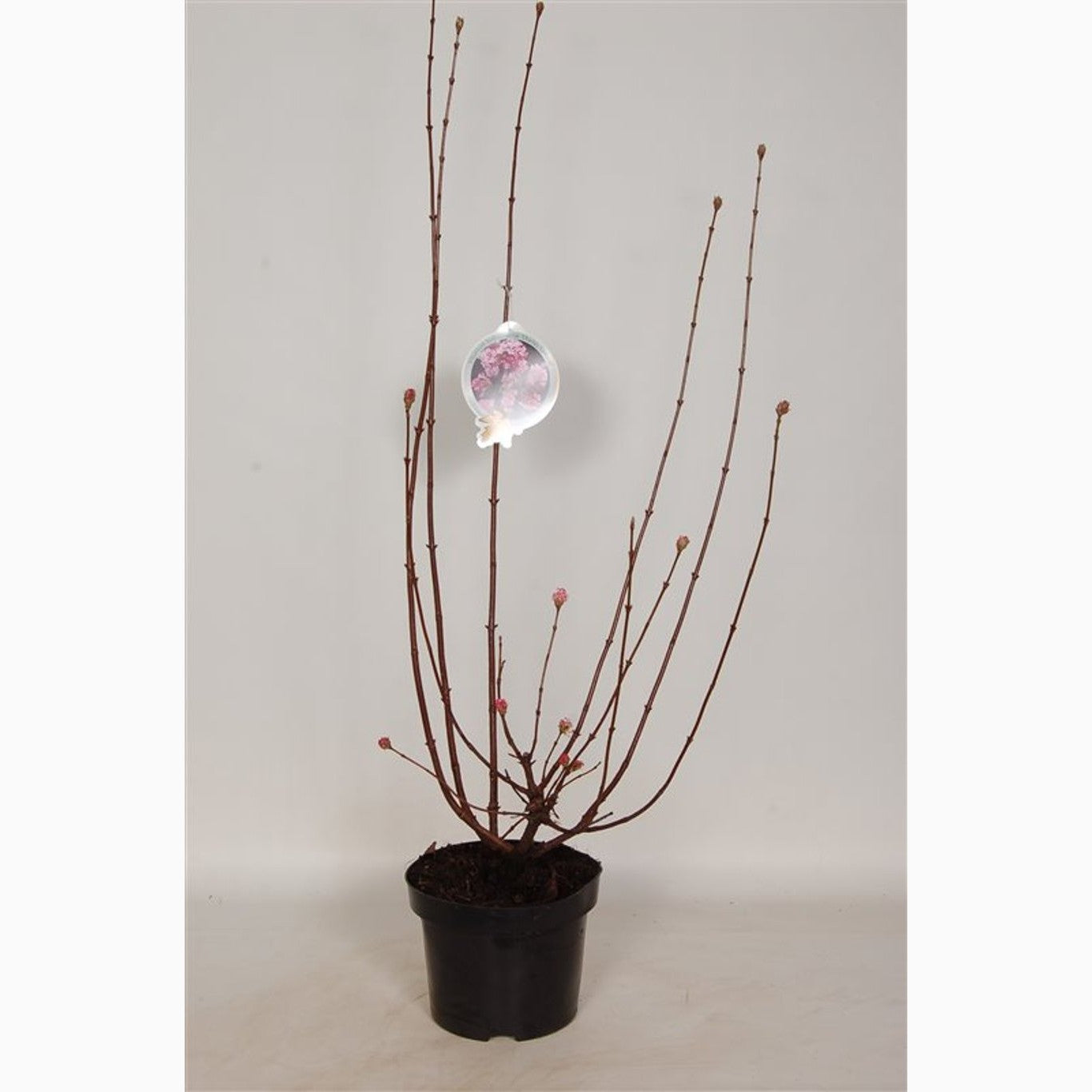 Hybridolvon – Viburnum bodnantense 'Charles Lamont' - C5 60-80 CM